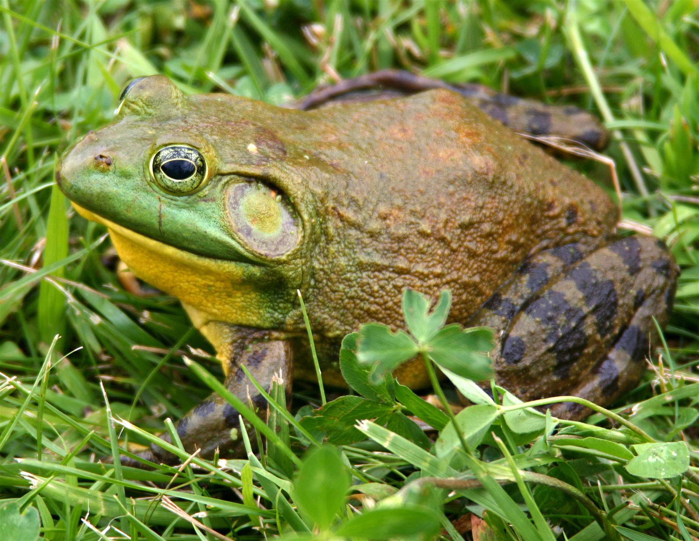 a Bullfrog